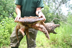 Macrochelys temminckii