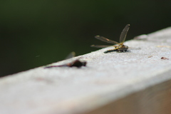 Leucorrhinia rubicunda