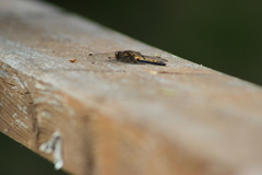 Leucorrhinia rubicunda