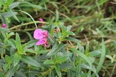 Impatiens chinensis