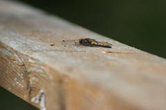 Leucorrhinia rubicunda