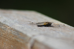 Leucorrhinia rubicunda
