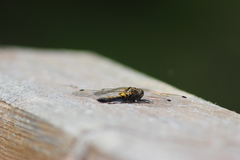 Leucorrhinia rubicunda