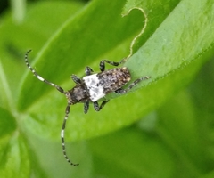 Pogonocherus hispidulus