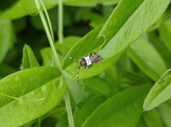 Pogonocherus hispidulus