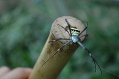 Argiope versicolor