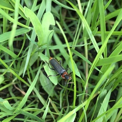 Cantharis fusca