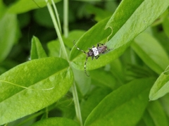 Pogonocherus hispidulus