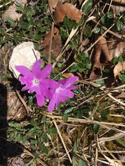 Primula clusiana