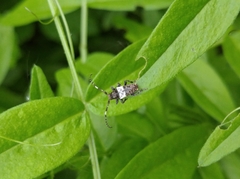 Pogonocherus hispidulus