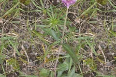 Gomphrena pulchella