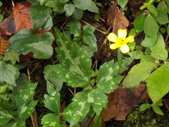 Ranunculus sierrae-orientalis