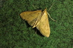 Paratalanta pandalis