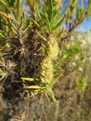 Lavandula viridis