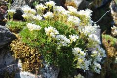 Saxifraga canaliculata
