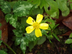 Ranunculus sierrae-orientalis
