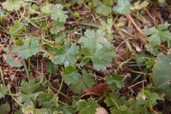 Hydrocotyle batrachium