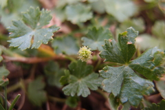 Hydrocotyle batrachium