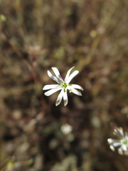 Silene portensis