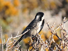 Melaniparus afer afer