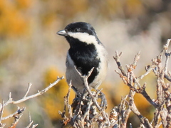 Melaniparus afer afer