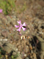 Silene scabriflora