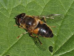 Eristalis pertinax