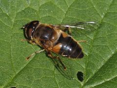 Eristalis pertinax
