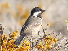 Melaniparus afer afer
