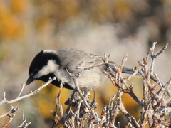 Melaniparus afer afer