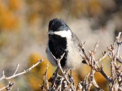 Melaniparus afer afer