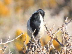 Melaniparus afer afer