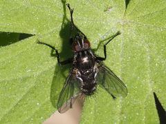 Rhinomorinia sarcophagina