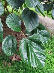 Ficus auriculata