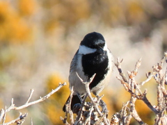 Melaniparus afer afer