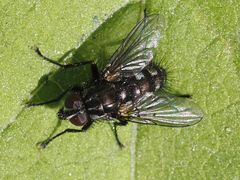 Rhinomorinia sarcophagina