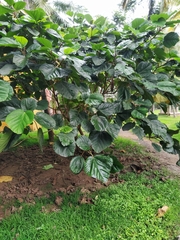 Ficus auriculata
