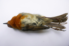 Erithacus rubecula