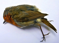 Erithacus rubecula