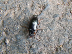 Gonodera luperus