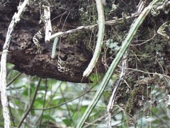 Selenicereus spinulosus