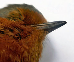 Erithacus rubecula