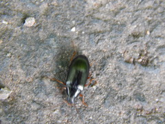 Gonodera luperus