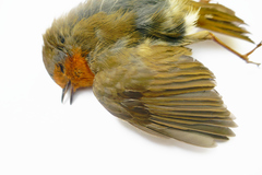 Erithacus rubecula