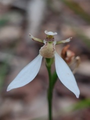Eriochilus dilatatus