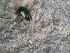 Gonodera luperus
