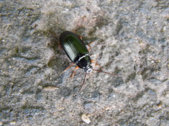 Gonodera luperus