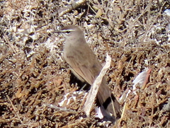 Cercotrichas coryphoeus cinerea
