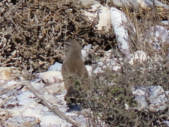 Cercotrichas coryphoeus cinerea