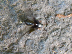 Gonodera luperus